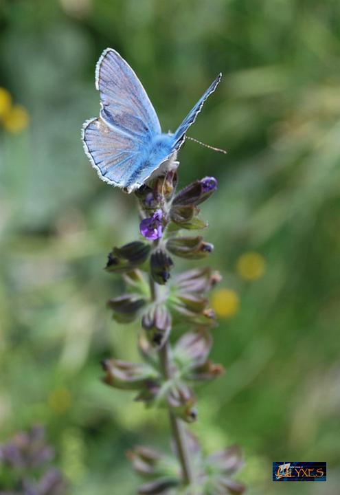 polyommatus icarus.JPG